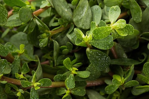 Purslane possesses the evolutionary adaptations that allow it to be both highly productive and drought tolerant. Photo: iStock