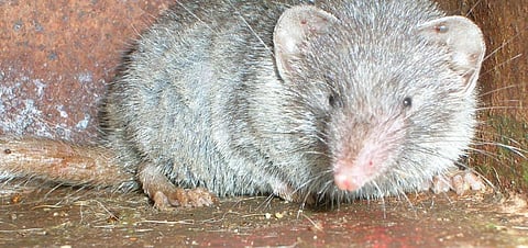 The disease may have been transmitted from shrews, small rodent like mammals that are the habitat of Langya henipavirus (LayV) Photo: Wikimedia Commons