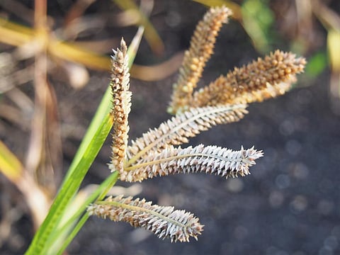 Orphan crops like finger millets have adapted themselves to grow in harsh weather conditions. Photo Wikimedia Commons