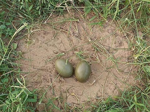 Good News: Great Indian Bustards lay 20 eggs