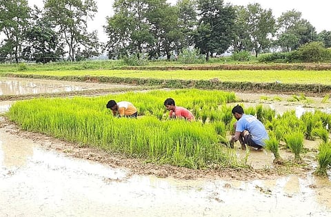 Farmers in Jharkhand's Latehar district uprooting paddy seedlings due to delayed rainfall. Photo: Wasim Akhtar