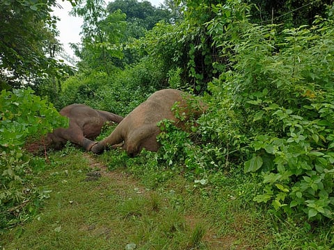 Two elephants came in contact with sagging overhead electric wires on August 24, 2022 and died. Photo: Ashis Senapati