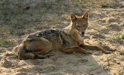 Jackals are found in large numbers in the vicinity of the Yamuna, which is located quite near the demolition site. Photo: iStock