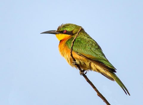 We’ve been tracking birds in a small Nigerian forest for 18 years: What we found & why it matters