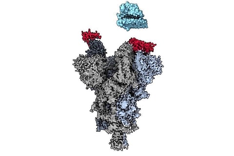 Cryo-electron microscopy reveals how the VH Ab6 antibody fragment (red) attaches to the vulnerable site on the SARS-CoV-2 spike protein (grey) to block the virus from binding with the human ACE2 cell receptor (blue). Photo: Sriram Subramaniam / UBC