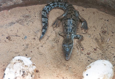 Most number of saltwater crocodile births in Bhitarkanika this year