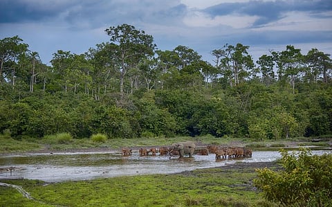 How to stay evergreen: Gabon plans to harness its rainforests