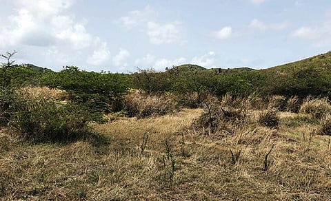 The study said the Caribbean experienced a Category-5 hurricane in 2017, but is now facing a drought which is not common. This photo shows drought on the Caribbean island of Puerto Rico, which belongs to the US. Photo: NRCS-Caribbean @NRCS_Caribbean / Twitter