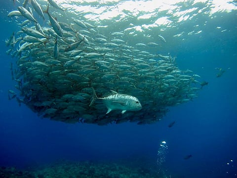 Climate mitigation is important for our fish stock rebuilding plans to be effective, finds study. Photo: Hiroko Yoshii / Unsplash