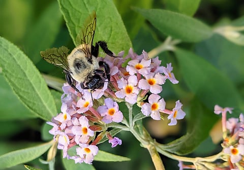 North America relies heavily on bee-pollinated agricultural crops, including vegetables, fruits and clothing fibres such as cotton. Photo: Olga Koppel / University of Ottawa