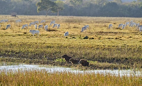 The livestock industry is the major driver of deforestation in the Amazon. Here, a family of capybara, the largest rodent in the world are seen with a herd of white cattle in the Pantanal, south of the Amazon rainforest. Photo: iStock