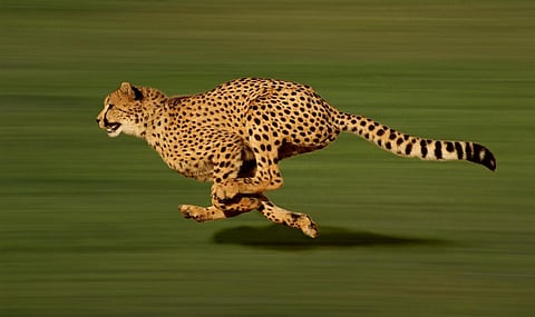 Photo: iStock