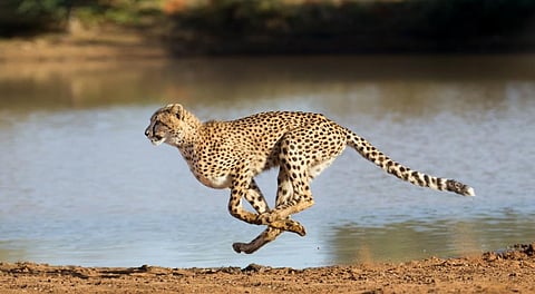 YV Jhala, dean, Wildlife Institute of India, told DTE that the cheetah was a master at escape and being blessed with good eyesight, hearing and speed, it would be able to escape leopard attacks. Photo: iStock