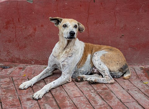 Over 95,000 people have been bitten by dogs this year in Kerala. Photo: iStock