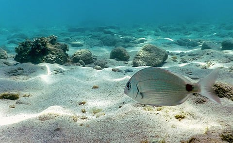 Photo: iStock