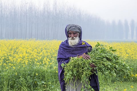 Sustainable agriculture: Punjab needs policies to support crop diversification