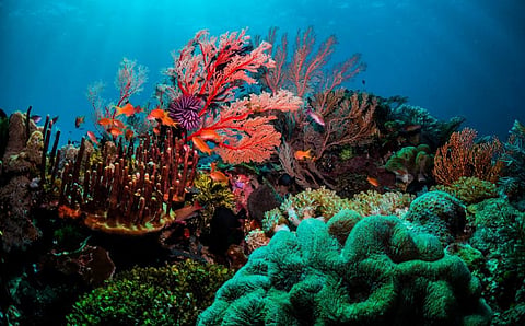Coral reefs can adapt to climate change; you must give them a chance