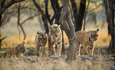 Photo: iStock
