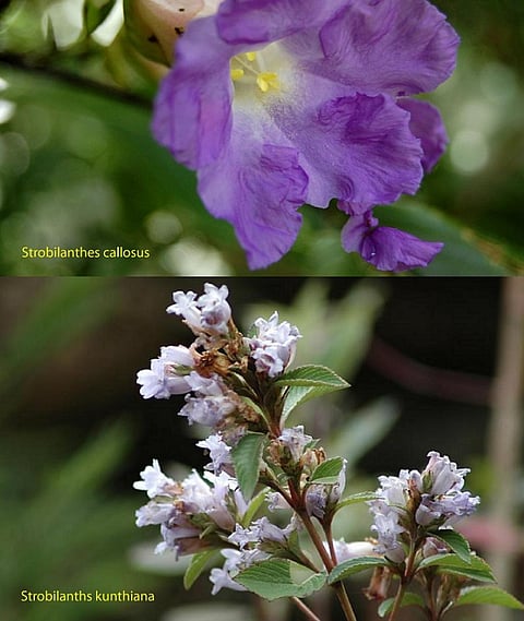 The Karvy (top) and the Neelakurinji (bottom)