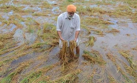 Around 134,000 hectares of paddy crop in Punjab might have been destroyed by the heavy rain. Photo: @NavroopAgrifarm / Twitter