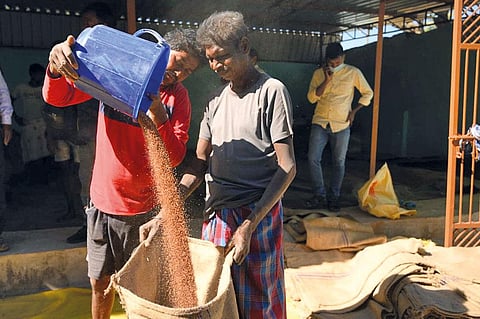 While the Odisha Millet Mission was launched to promote seven millet crops, ragi dominates production
and procurement (Photo courtesy: Collector and DM, Sundargarh)