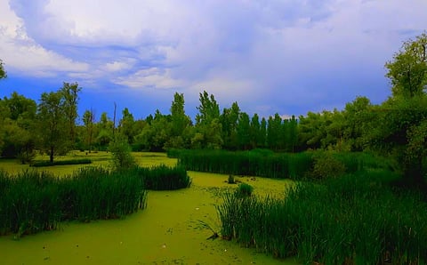 The Hokersar wetland in Kashmir. Photo: Rayees Maqbool via Wikimedia Commons