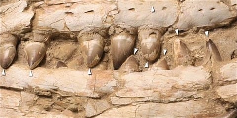 Thalassotitan teeth. Photo: Nicholas Longrich