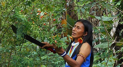 Indigenous people manage over 38 million square kilometres of land in 87 countries. Photo: FAO