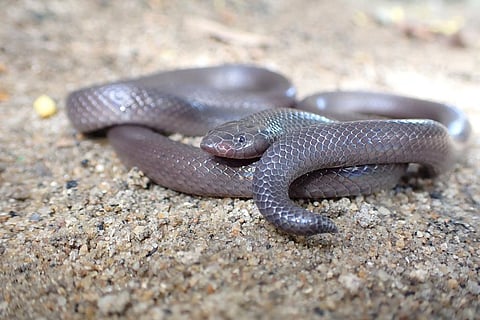 Mozambique had no data about snakebites. Our new study filled the gap — and the results are scary