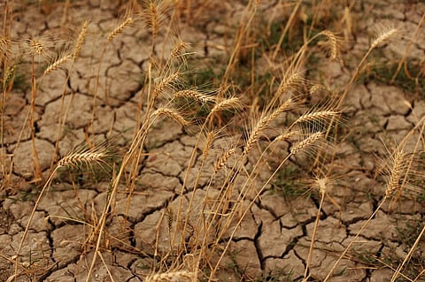 Temperatures in North America broke records by 0.30°C, surpassing the previous record set in 2019. Photo: iStock