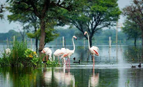 The Keoladeo National Park in Rajasthan is one of the sites that has to update its information with the Ramsar Convention Secretariat. Photo: iStock