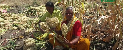 Soil carbon is critical for crop yield and climate adaptation or mitigation measures. Photo: ISW