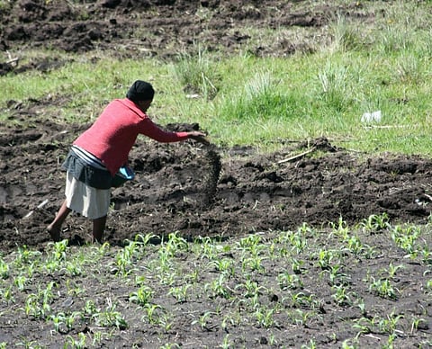 Prices of key imported fertilisers are on course for a 288 per cent increase in 2022, the report said. Photo: Wikimedia Commons
