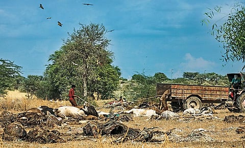 Remains of deceased cattle dumped at the Jorbeer Conservation Area in Bikaner, Rajasthan. The state recorded the highest 64,000 cattle deaths in the country, during the second wave of the lumpy skin disease outbreak that began in April-May this year (Photograph: Vikas Choudhary)