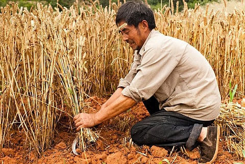 Wheat accumulations are expected mostly in China and the Russian Federation for 2022-2023 according to a new FAO report. Photo: iStock