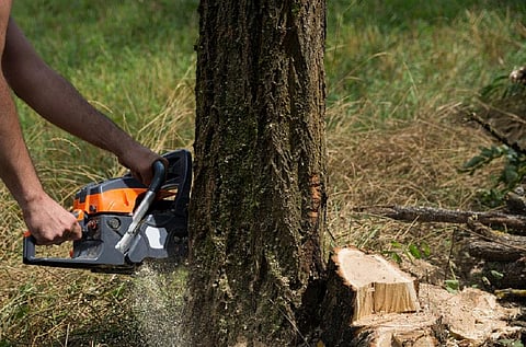 The marking for mass felling is rampant in Chhattisgarh. Representative photo: iStock.