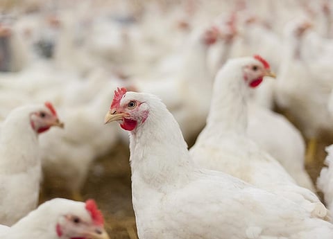 The rise in demand for meat and dairy products was reconciled through the intensification of livestock systems. Photo: iStock.