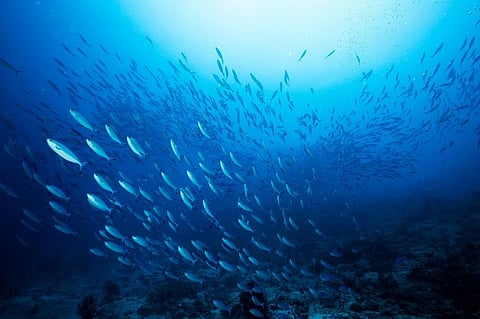 Integrated multi-trophic aquaculture aims to improve efficiency, minimise energy losses, reduce waste and environmental deterioration and provide ecosystem services, such as bioremediation. Photo: iStock.