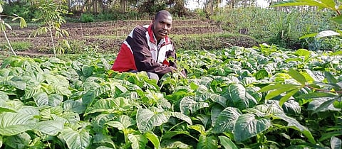 Hundreds of farming communities have reverted to indigenous leafy vegetables and tubers with the help of various rural outreach programmes. Photo: Tony Malesi.
