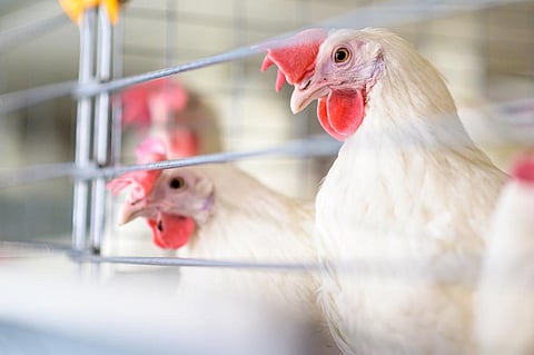 In the UK, more than 150 cases of bird flu have been reported between September and November of this year alone. Mark Agnor/ Shutterstock