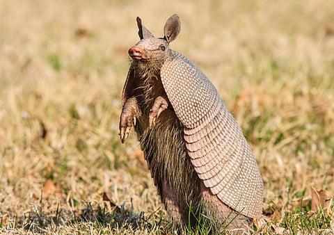 Armadillos were studied because they are among the few animals that leprosy bacteria infect. Photo: iStock