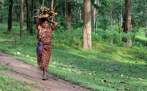 Various projects can be undertaken for value addition including processing and marketing of Non-Timber Forest Products so that local tribal and forest dwelling communities derive maximum benefit, the MoEF&CC letter said. Photo: iStock