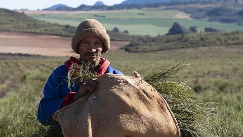 Rooibos, devoid of caffeine and low in tannins, is a healthy alternative to coffee or tea. Representative photo: iStock