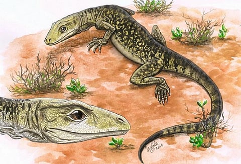 An artist's reconstruction of Cryptovaranoides microlanius. Credit: Lavinia Gandolfi
