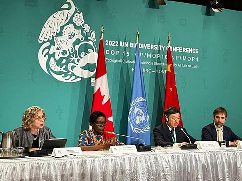 ‘COP15 is our chance to start protecting and repairing the web of life’: UNEP chief