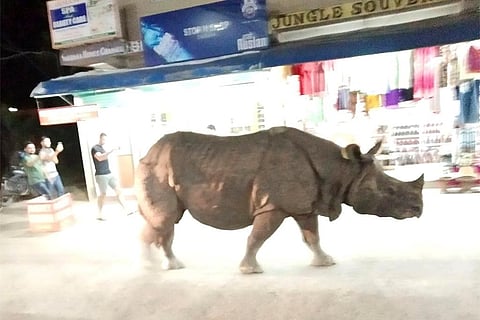नेपाल के एक शहर की गलियों में घूमता गैंडा