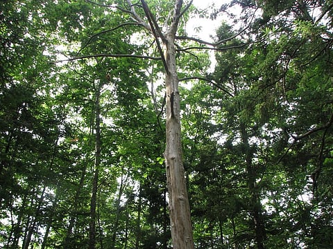 American chestnut was once dominant in eastern North American forests and was decimated in the first half of the 20th century by a fungal blight. Photo: Wikimedia Commons