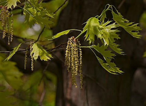 Researchers have simulated the distribution of two leading allergens — oak (pictured here) and ragweed pollen — across the United States. Photo: Wikimedia Commons