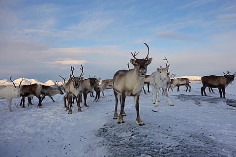 Arctic Report Card 2022: The Arctic is getting rainier, seasons are shifting, with broad disturbances for people, ecosystems