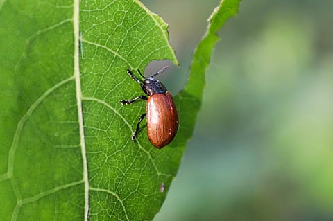 Insects play a significant role in the functioning of healthy ecosystems and human well-being. Photo: iStock